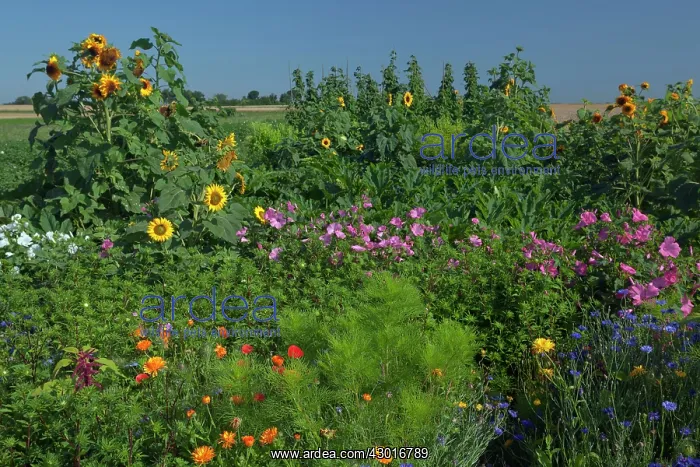 : Sunflowers with Royal Mallow (Lavatera trimestris) : Sunflowers with Royal Mallow (Lavatera trimestris)