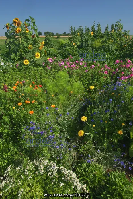 : Sunflowers with Royal Mallow (Lavatera trimestris) : Sunflowers with Royal Mallow (Lavatera trimestris)