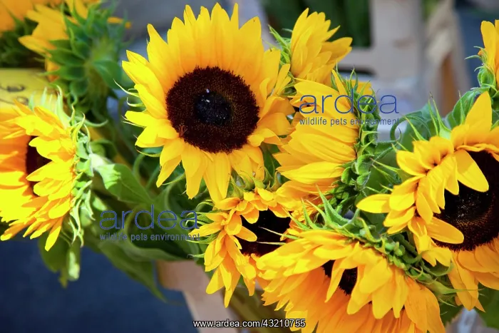 : Sunflowers for sale at the market in Saint : Sunflowers for sale at the market in Saint