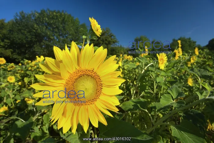 : Sunflowers Summer : Sunflowers Summer