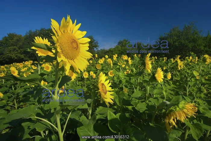 : Sunflowers Summer : Sunflowers Summer