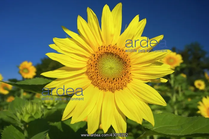 : Sunflowers Summer : Sunflowers Summer