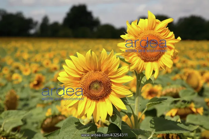: Sunflowers in a sunflower field in Loire : Sunflowers in a sunflower field in Loire