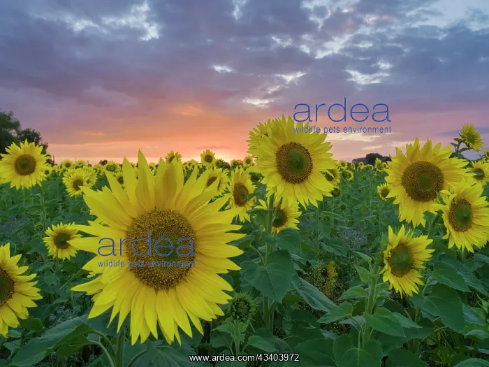 : Sunflowers and sunset : Sunflowers and sunset