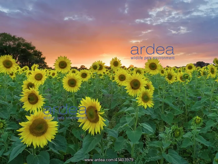 : Sunflowers and sunset : Sunflowers and sunset