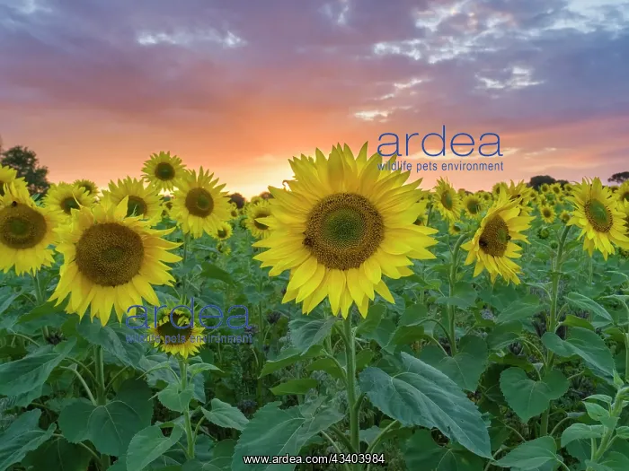 : Sunflowers and sunset : Sunflowers and sunset