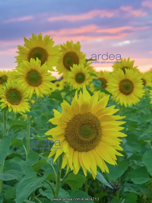 : Sunflowers and sunset : Sunflowers and sunset