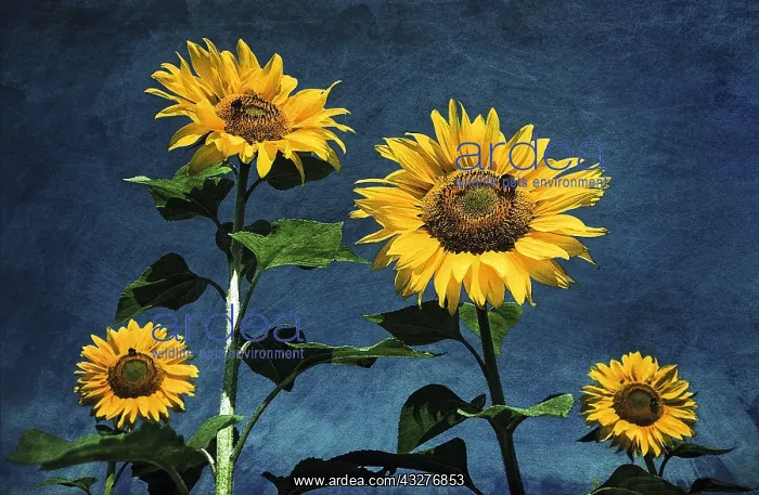  : Sunflowers Textured Image - Norfolk UK