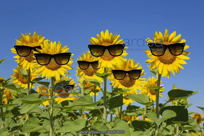 : Sunflowers wearing sunglasses : Sunflowers wearing sunglasses