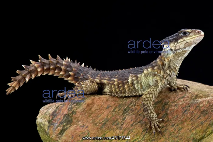 : Sungazer (Smaug giganteus), South Africa : Sungazer (Smaug giganteus), South Africa