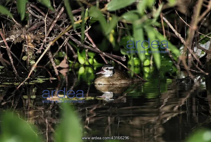 : Sungrebe (Heliornis fulica) on the water, Brazil, Pantanal : Sungrebe (Heliornis fulica) on the water, Brazil, Pantanal