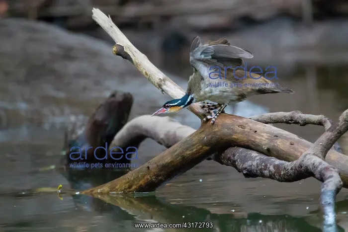 : Sungrebe (Heliornis fulica) out of the water showing its feet at the lowlands : Sungrebe (Heliornis fulica) out of the water showing its feet at the lowlands