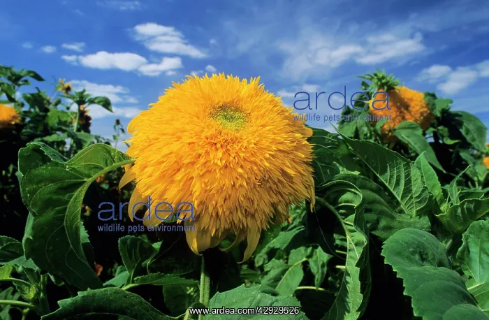  : Sunking Sunflower