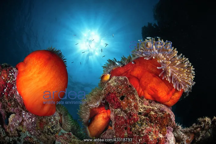 : Sunlight Anemon, Two beautiful orange-red Magnif