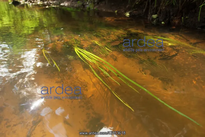 : Sunlight reaches the bottom of the stream with waterplants : Sunlight reaches the bottom of the stream with waterplants