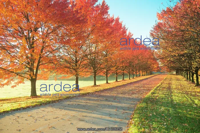  : Sunlight row of maple trees in Michigan
