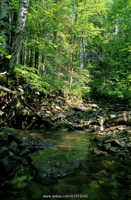 : Sunlight on small stream in a forest, typical mixed : Sunlight on small stream in a forest, typical mixed