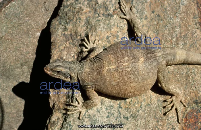 : Sunning Chuckwalla : Sunning Chuckwalla