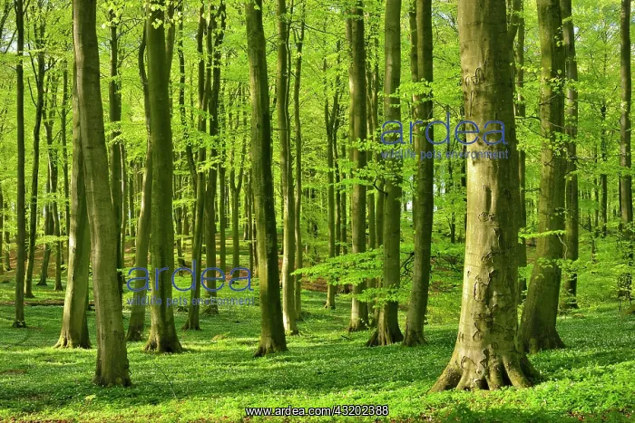 : Sunny beech forest in spring, fresh green, wood : Sunny beech forest in spring, fresh green, wood