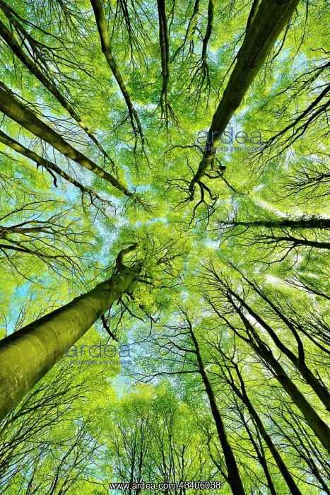 : Sunny beech forest in spring, frog perspective : Sunny beech forest in spring, frog perspective