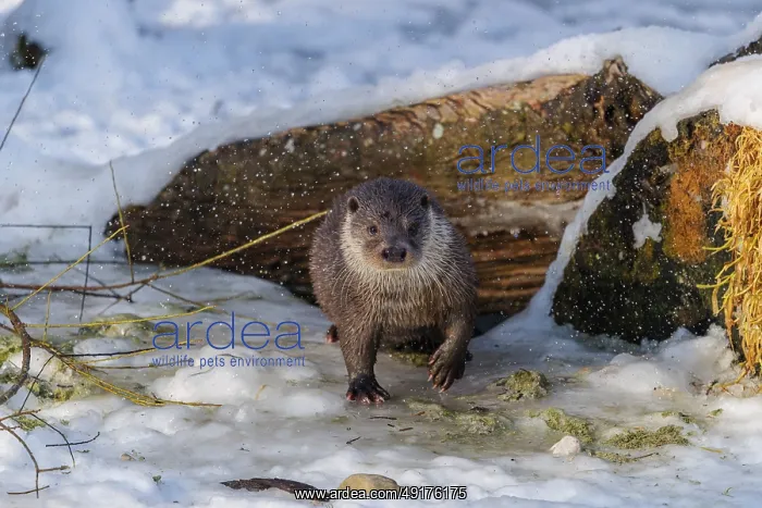 : On a sunny day, an otter (Lutra lutra) : On a sunny day, an otter (Lutra lutra)