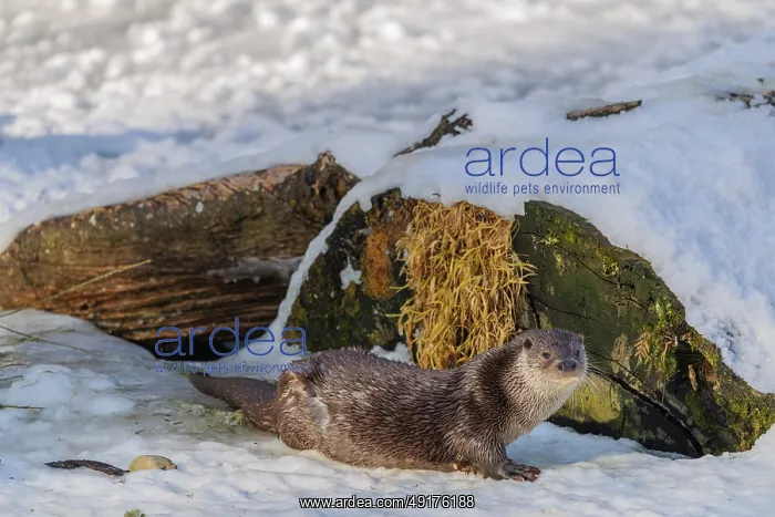 : On a sunny day an otter (Lutra lutra) rests in the snow in front of a root of a dead tree : On a sunny day an otter (Lutra lutra) rests in the snow in front of a root of a dead tree