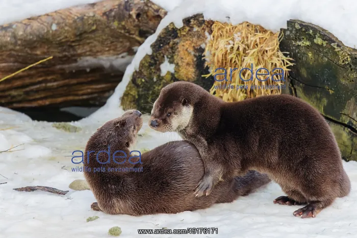 : On a sunny day two otters (Lutra lutra) play in the snow in front of a root of a dead tree : On a sunny day two otters (Lutra lutra) play in the snow in front of a root of a dead tree