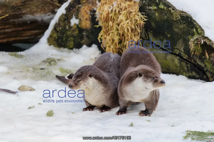 : On a sunny day two otters (Lutra lutra) sit in the snow in front of a root of a dead tree : On a sunny day two otters (Lutra lutra) sit in the snow in front of a root of a dead tree