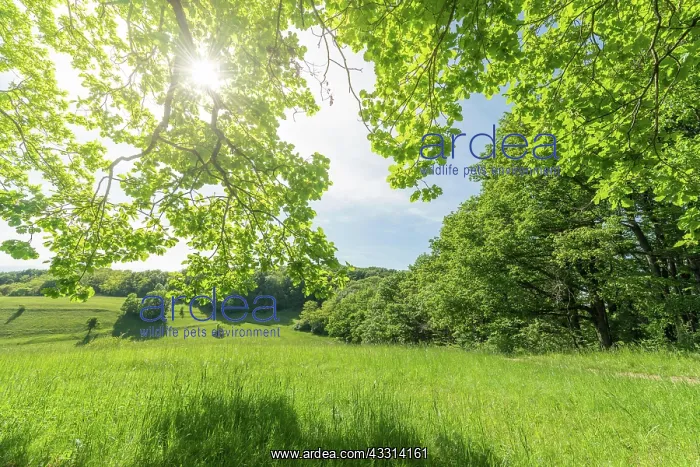 : Sunny green landscape of clearing in forest bodure : Sunny green landscape of clearing in forest bodure