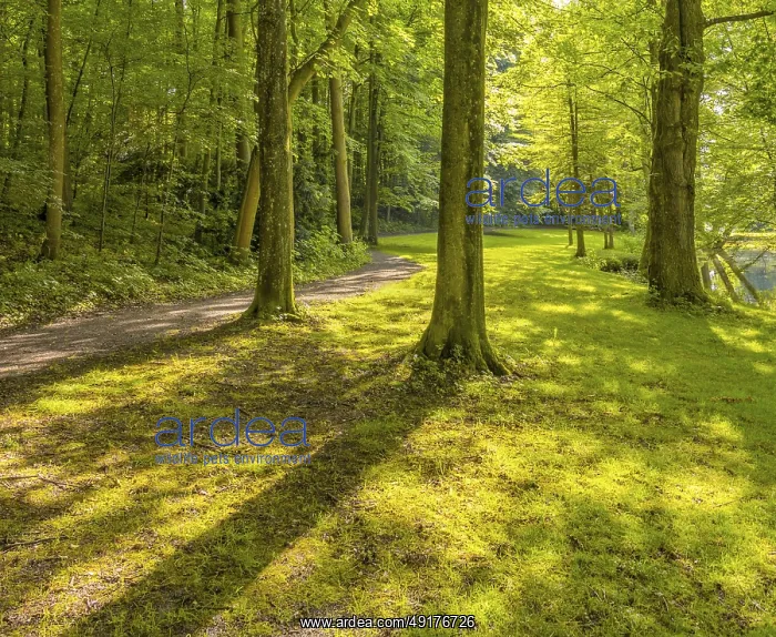 : Sunny illuminated idyllic forest scenery with dirt road at late summer time : Sunny illuminated idyllic forest scenery with dirt road at late summer time