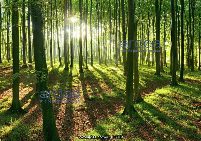 : Sunny natural beech forest, sun shines through haze : Sunny natural beech forest, sun shines through haze