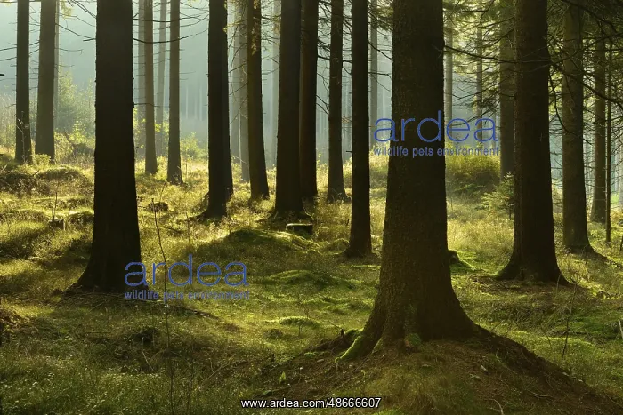: Sunny spruce forest in the morning light, Thuringian Forest : Sunny spruce forest in the morning light, Thuringian Forest