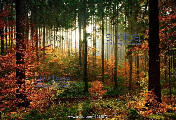 : Sunny spruce forest (Picea) with beginning regeneration : Sunny spruce forest (Picea) with beginning regeneration