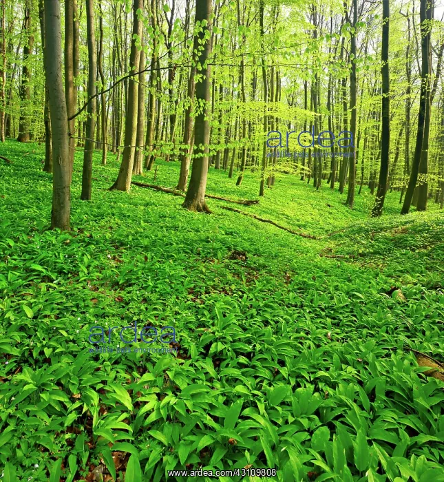 : Sunny, untouched natural beech forest in spring : Sunny, untouched natural beech forest in spring