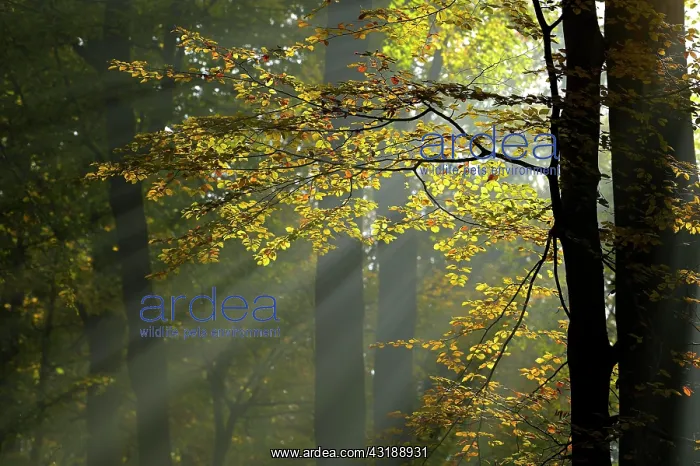 : Sunrays in the autumnally coloured deciduous forest : Sunrays in the autumnally coloured deciduous forest