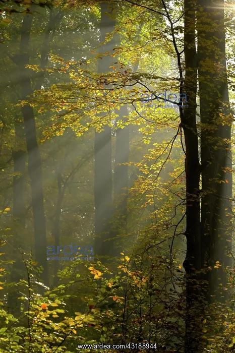 : Sunrays in the autumnally coloured deciduous forest : Sunrays in the autumnally coloured deciduous forest
