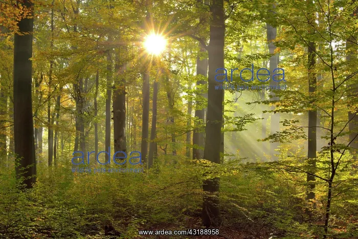 : Sunrays in the autumnally coloured deciduous forest : Sunrays in the autumnally coloured deciduous forest