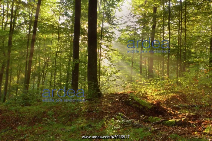 : Sunrays breaking through morning fog in : Sunrays breaking through morning fog in