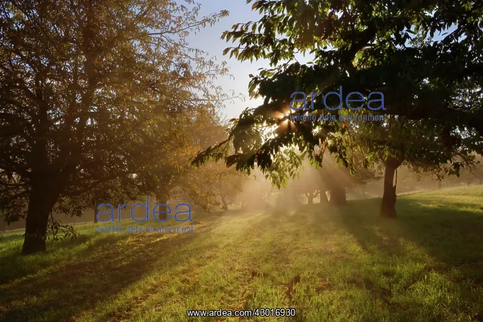: Sunrays breaking through morning fog in : Sunrays breaking through morning fog in