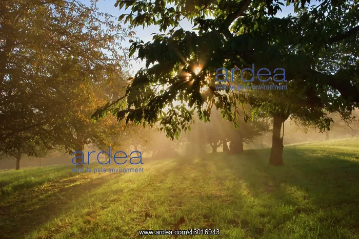 : Sunrays breaking through morning fog in : Sunrays breaking through morning fog in