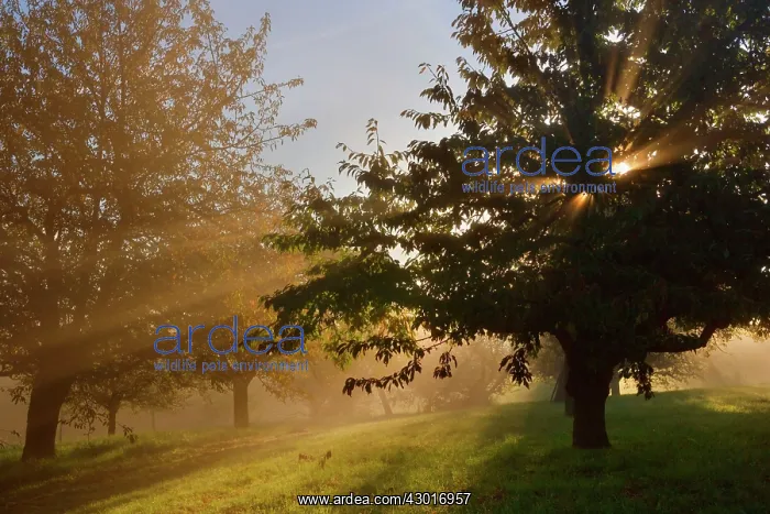 : Sunrays breaking through morning fog in : Sunrays breaking through morning fog in