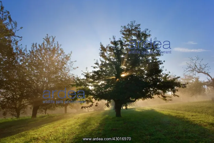: Sunrays breaking through morning fog in : Sunrays breaking through morning fog in