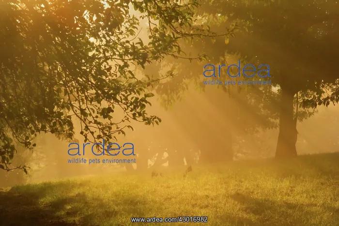 : Sunrays breaking through morning fog in : Sunrays breaking through morning fog in