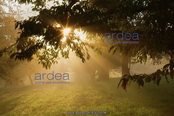 : Sunrays breaking through morning fog in : Sunrays breaking through morning fog in