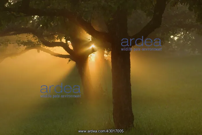 : Sunrays breaking through morning fog in : Sunrays breaking through morning fog in