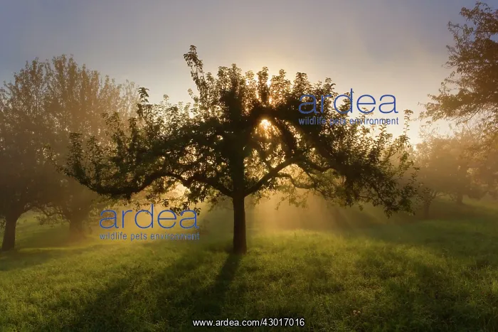 : Sunrays breaking through morning fog in : Sunrays breaking through morning fog in