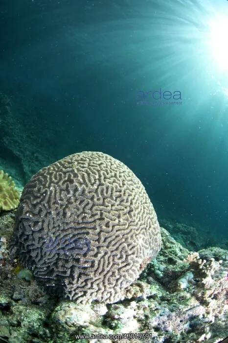  : Sunrays over coral
