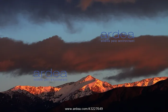 : Sunrise and alpenglow on Seaward Kaikoura : Sunrise and alpenglow on Seaward Kaikoura