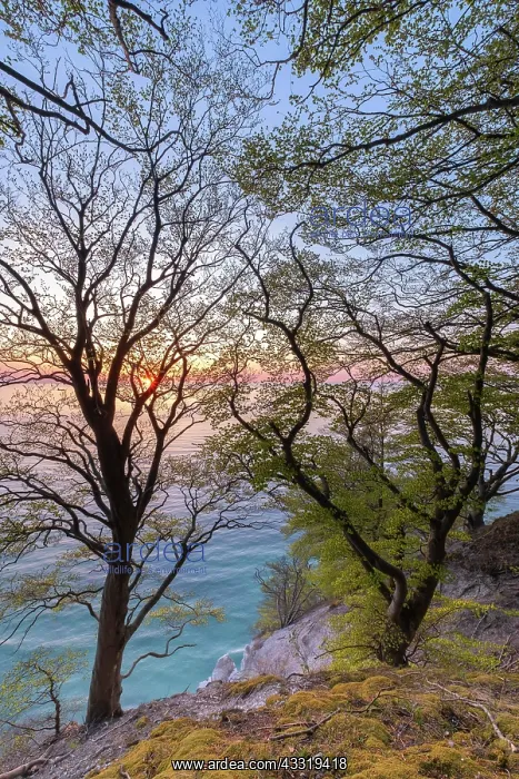 : Sunrise over the Baltic Sea, beech forest, Common : Sunrise over the Baltic Sea, beech forest, Common