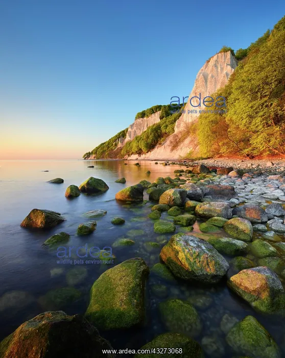 : Sunrise at the Baltic Sea, chalk cliffs in the first : Sunrise at the Baltic Sea, chalk cliffs in the first